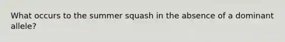 What occurs to the summer squash in the absence of a dominant allele?