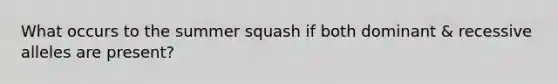 What occurs to the summer squash if both dominant & recessive alleles are present?
