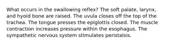 What occurs in the swallowing reflex? The soft palate, larynx, and hyoid bone are raised. The uvula closes off the top of the trachea. The tongue presses the epiglottis closed. The muscle contraction increases pressure within the esophagus. The sympathetic nervous system stimulates peristalsis.