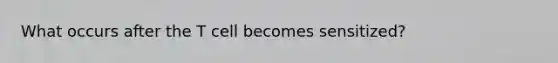 What occurs after the T cell becomes sensitized?