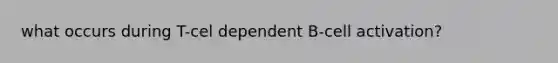what occurs during T-cel dependent B-cell activation?