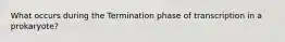 What occurs during the Termination phase of transcription in a prokaryote?