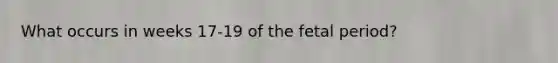 What occurs in weeks 17-19 of the fetal period?
