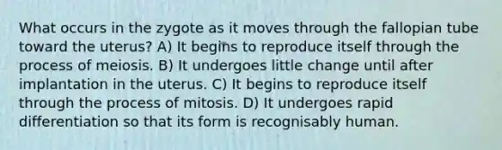 What occurs in the zygote as it moves through the fallopian tube toward the uterus? A) It begins to reproduce itself through the process of meiosis. B) It undergoes little change until after implantation in the uterus. C) It begins to reproduce itself through the process of mitosis. D) It undergoes rapid differentiation so that its form is recognisably human.