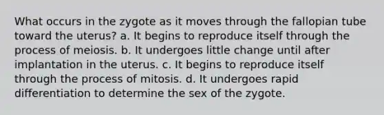 What occurs in the zygote as it moves through the fallopian tube toward the uterus? a. It begins to reproduce itself through the process of meiosis. b. It undergoes little change until after implantation in the uterus. c. It begins to reproduce itself through the process of mitosis. d. It undergoes rapid differentiation to determine the sex of the zygote.