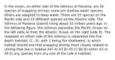 In the ocean, on either side of the Isthmus of Panama, are 30 species of snapping shrimp; some are shallow-water species, others are adapted to deep water. There are 15 species on the Pacific side and 15 different species on the Atlantic side. The Isthmus of Panama started rising about 10 million years ago. In the following figure, the isthmus separates the Pacific Ocean on the left (side A) from the Atlantic Ocean on the right (side B). The seawater on either side of the isthmus is separated into five depth habitats (1—5), with 1 being the shallowest. In which habitat should one find snapping shrimp most closely related to shrimp that live in habitat A4? A) A3 B) A5 C) B4 D) either A3 or A5 E) any species from any one of the side A habitats