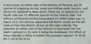 In the ocean, on either side of the Isthmus of Panama, are 30 species of snapping shrimp; some are shallow-water species, and others are adapted to deep water. There are 15 species on the Pacific side and 15 different species on the Atlantic side. The Isthmus of Panama started rising about 10 million years ago. In Figure 22.1, the isthmus separates the Pacific Ocean on the left (side A) from the Atlantic Ocean on the right (side B). The seawater on either side of the isthmus is separated into five depth habitats (1—5), with 1 being the shallowest. 53) Which of these habitats is likely to harbor the youngest species? A) A5 B) B4 C) A3 D) B2 E) A1