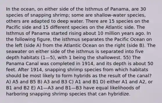 In the ocean, on either side of the Isthmus of Panama, are 30 species of snapping shrimp; some are shallow-water species, others are adapted to deep water. There are 15 species on the Pacific side and 15 different species on the Atlantic side. The Isthmus of Panama started rising about 10 million years ago. In the following figure, the isthmus separates the Pacific Ocean on the left (side A) from the Atlantic Ocean on the right (side B). The seawater on either side of the isthmus is separated into five depth habitats (1—5), with 1 being the shallowest. 55) The Panama Canal was completed in 1914, and its depth is about 50 feet. After 1914, snapping shrimp species from which habitats should be most likely to form hybrids as the result of the canal? A) A5 and B5 B) A3 and B3 C) A1 and B1 D) either A1 and A2, or B1 and B2 E) A1—A3 and B1—B3 have equal likelihoods of harboring snapping shrimp species that can hybridize.