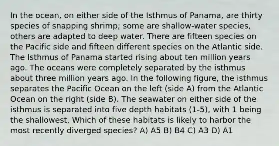 In the ocean, on either side of the Isthmus of Panama, are thirty species of snapping shrimp; some are shallow-water species, others are adapted to deep water. There are fifteen species on the Pacific side and fifteen different species on the Atlantic side. The Isthmus of Panama started rising about ten million years ago. The oceans were completely separated by the isthmus about three million years ago. In the following figure, the isthmus separates the Pacific Ocean on the left (side A) from the Atlantic Ocean on the right (side B). The seawater on either side of the isthmus is separated into five depth habitats (1-5), with 1 being the shallowest. Which of these habitats is likely to harbor the most recently diverged species? A) A5 B) B4 C) A3 D) A1