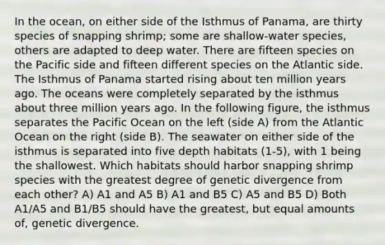 In the ocean, on either side of the Isthmus of Panama, are thirty species of snapping shrimp; some are shallow-water species, others are adapted to deep water. There are fifteen species on the Pacific side and fifteen different species on the Atlantic side. The Isthmus of Panama started rising about ten million years ago. The oceans were completely separated by the isthmus about three million years ago. In the following figure, the isthmus separates the Pacific Ocean on the left (side A) from the Atlantic Ocean on the right (side B). The seawater on either side of the isthmus is separated into five depth habitats (1-5), with 1 being the shallowest. Which habitats should harbor snapping shrimp species with the greatest degree of genetic divergence from each other? A) A1 and A5 B) A1 and B5 C) A5 and B5 D) Both A1/A5 and B1/B5 should have the greatest, but equal amounts of, genetic divergence.