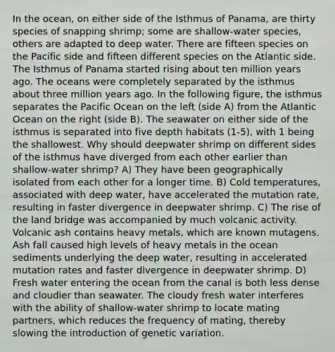 In the ocean, on either side of the Isthmus of Panama, are thirty species of snapping shrimp; some are shallow-water species, others are adapted to deep water. There are fifteen species on the Pacific side and fifteen different species on the Atlantic side. The Isthmus of Panama started rising about ten million years ago. The oceans were completely separated by the isthmus about three million years ago. In the following figure, the isthmus separates the Pacific Ocean on the left (side A) from the Atlantic Ocean on the right (side B). The seawater on either side of the isthmus is separated into five depth habitats (1-5), with 1 being the shallowest. Why should deepwater shrimp on different sides of the isthmus have diverged from each other earlier than shallow-water shrimp? A) They have been geographically isolated from each other for a longer time. B) Cold temperatures, associated with deep water, have accelerated the mutation rate, resulting in faster divergence in deepwater shrimp. C) The rise of the land bridge was accompanied by much volcanic activity. Volcanic ash contains heavy metals, which are known mutagens. Ash fall caused high levels of heavy metals in the ocean sediments underlying the deep water, resulting in accelerated mutation rates and faster divergence in deepwater shrimp. D) Fresh water entering the ocean from the canal is both less dense and cloudier than seawater. The cloudy fresh water interferes with the ability of shallow-water shrimp to locate mating partners, which reduces the frequency of mating, thereby slowing the introduction of genetic variation.