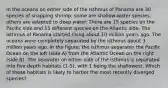 In the oceans on either side of the Isthmus of Panama are 30 species of snapping shrimp; some are shallow-water species, others are adapted to deep water. There are 15 species on the Pacific side and 15 different species on the Atlantic side. The Isthmus of Panama started rising about 10 million years ago. The oceans were completely separated by the isthmus about 3 million years ago. In the figure, the isthmus separates the Pacific Ocean on the left (side A) from the Atlantic Ocean on the right (side B). The seawater on either side of the isthmus is separated into five depth habitats (1-5), with 1 being the shallowest. Which of these habitats is likely to harbor the most recently diverged species?