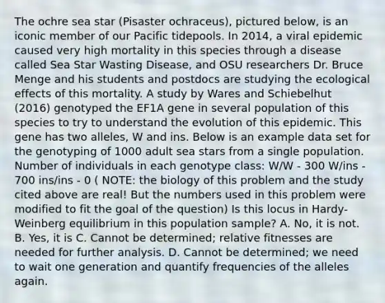 The ochre sea star (Pisaster ochraceus), pictured below, is an iconic member of our Pacific tidepools. In 2014, a viral epidemic caused very high mortality in this species through a disease called Sea Star Wasting Disease, and OSU researchers Dr. Bruce Menge and his students and postdocs are studying the ecological effects of this mortality. A study by Wares and Schiebelhut (2016) genotyped the EF1A gene in several population of this species to try to understand the evolution of this epidemic. This gene has two alleles, W and ins. Below is an example data set for the genotyping of 1000 adult sea stars from a single population. Number of individuals in each genotype class: W/W - 300 W/ins - 700 ins/ins - 0 ( NOTE: the biology of this problem and the study cited above are real! But the numbers used in this problem were modified to fit the goal of the question) Is this locus in Hardy-Weinberg equilibrium in this population sample? A. No, it is not. B. Yes, it is C. Cannot be determined; relative fitnesses are needed for further analysis. D. Cannot be determined; we need to wait one generation and quantify frequencies of the alleles again.