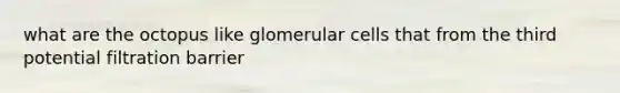 what are the octopus like glomerular cells that from the third potential filtration barrier