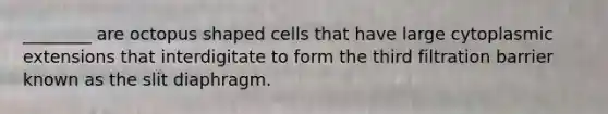 ________ are octopus shaped cells that have large cytoplasmic extensions that interdigitate to form the third filtration barrier known as the slit diaphragm.