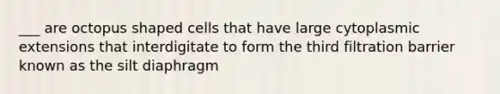 ___ are octopus shaped cells that have large cytoplasmic extensions that interdigitate to form the third filtration barrier known as the silt diaphragm