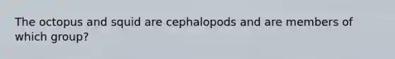 The octopus and squid are cephalopods and are members of which group?