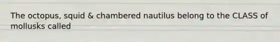 The octopus, squid & chambered nautilus belong to the CLASS of mollusks called