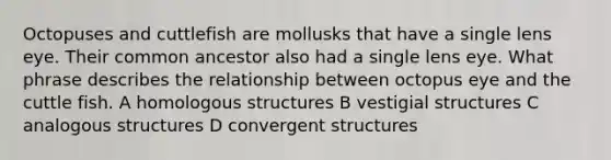 Octopuses and cuttlefish are mollusks that have a single lens eye. Their common ancestor also had a single lens eye. What phrase describes the relationship between octopus eye and the cuttle fish. A homologous structures B vestigial structures C analogous structures D convergent structures