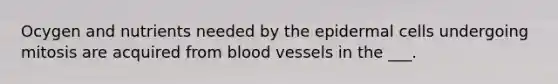 Ocygen and nutrients needed by the epidermal cells undergoing mitosis are acquired from blood vessels in the ___.