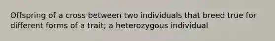 Offspring of a cross between two individuals that breed true for different forms of a trait; a heterozygous individual