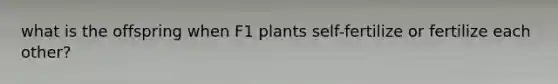 what is the offspring when F1 plants self-fertilize or fertilize each other?