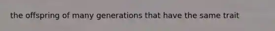 the offspring of many generations that have the same trait