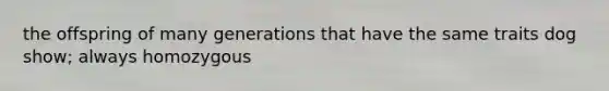 the offspring of many generations that have the same traits dog show; always homozygous