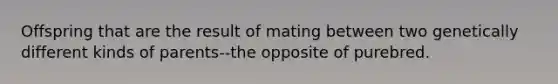 Offspring that are the result of mating between two genetically different kinds of parents--the opposite of purebred.