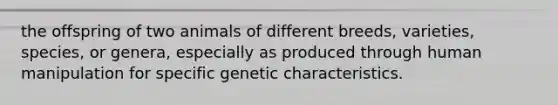 the offspring of two animals of different breeds, varieties, species, or genera, especially as produced through human manipulation for specific genetic characteristics.