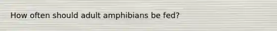 How often should adult amphibians be fed?
