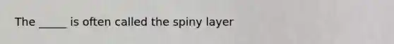 The _____ is often called the spiny layer