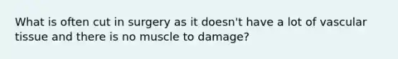 What is often cut in surgery as it doesn't have a lot of vascular tissue and there is no muscle to damage?