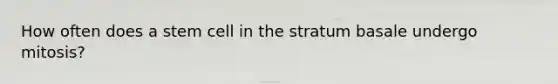 How often does a stem cell in the stratum basale undergo mitosis?