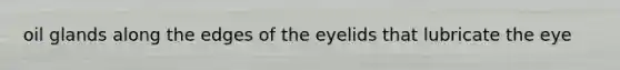 oil glands along the edges of the eyelids that lubricate the eye