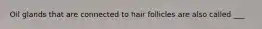 Oil glands that are connected to hair follicles are also called ___