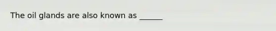 The oil glands are also known as ______