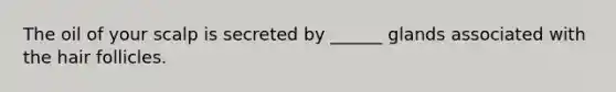The oil of your scalp is secreted by ______ glands associated with the hair follicles.