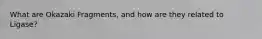 What are Okazaki Fragments, and how are they related to Ligase?