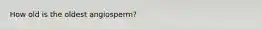 How old is the oldest angiosperm?