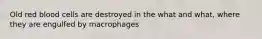 Old red blood cells are destroyed in the what and what, where they are engulfed by macrophages