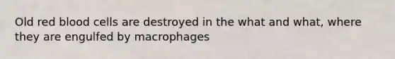 Old red blood cells are destroyed in the what and what, where they are engulfed by macrophages