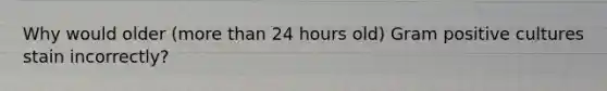 Why would older (more than 24 hours old) Gram positive cultures stain incorrectly?