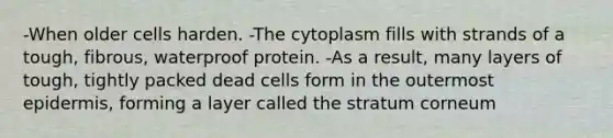 -When older cells harden. -The cytoplasm fills with strands of a tough, fibrous, waterproof protein. -As a result, many layers of tough, tightly packed dead cells form in the outermost epidermis, forming a layer called the stratum corneum