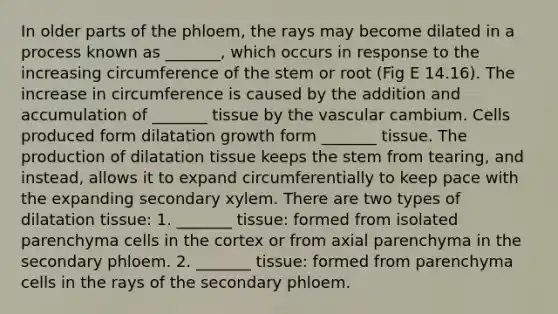 In older parts of the phloem, the rays may become dilated in a process known as _______, which occurs in response to the increasing circumference of the stem or root (Fig E 14.16). The increase in circumference is caused by the addition and accumulation of _______ tissue by the vascular cambium. Cells produced form dilatation growth form _______ tissue. The production of dilatation tissue keeps the stem from tearing, and instead, allows it to expand circumferentially to keep pace with the expanding secondary xylem. There are two types of dilatation tissue: 1. _______ tissue: formed from isolated parenchyma cells in the cortex or from axial parenchyma in the secondary phloem. 2. _______ tissue: formed from parenchyma cells in the rays of the secondary phloem.