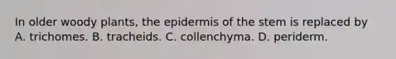 In older woody plants, <a href='https://www.questionai.com/knowledge/kBFgQMpq6s-the-epidermis' class='anchor-knowledge'>the epidermis</a> of the stem is replaced by A. trichomes. B. tracheids. C. collenchyma. D. periderm.