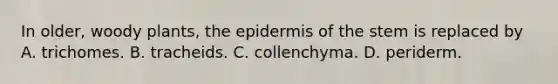 In older, woody plants, <a href='https://www.questionai.com/knowledge/kBFgQMpq6s-the-epidermis' class='anchor-knowledge'>the epidermis</a> of the stem is replaced by A. trichomes. B. tracheids. C. collenchyma. D. periderm.