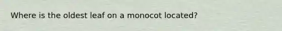 Where is the oldest leaf on a monocot located?