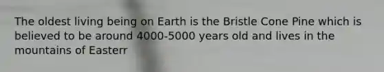 The oldest living being on Earth is the Bristle Cone Pine which is believed to be around 4000-5000 years old and lives in the mountains of Easterr