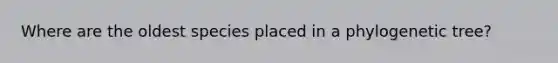 Where are the oldest species placed in a phylogenetic tree?